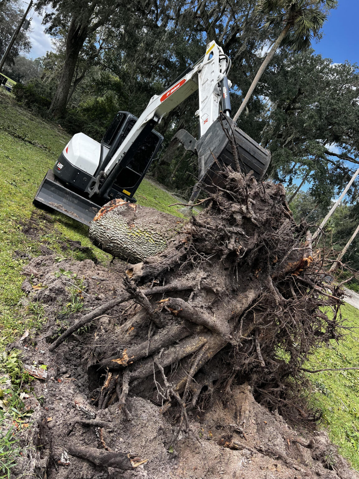storm damage tree removal