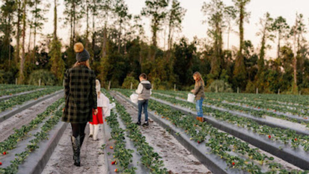 Amber Brooke Farms Eustis