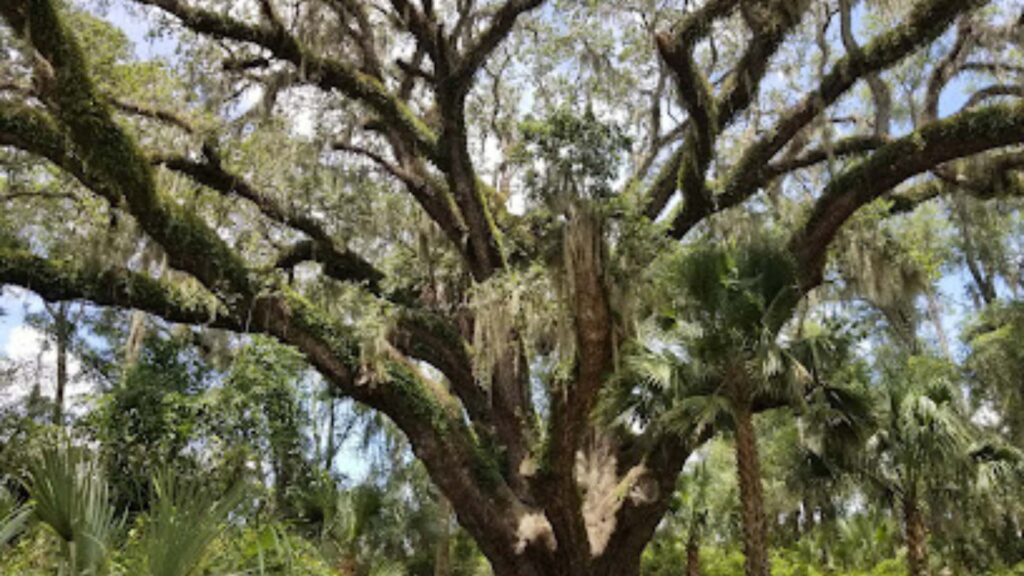 Lake Griffin State Park